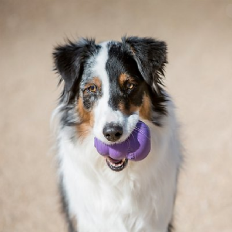 Senior Dog Toy