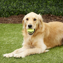 Squeakair Ball Dog Toy