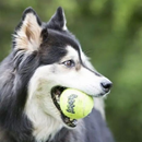 Squeakair Ball Dog Toy