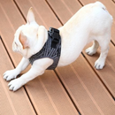 Air Fly Dog Harness