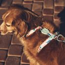 Marrakesh Marcuch H-Harness