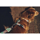 Marrakesh Marcuch H-Harness