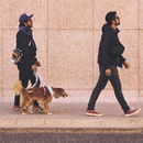 Marrakesh Marcuch Leash