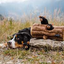 Zippy Burrow - Black Bear Log Dog Toy