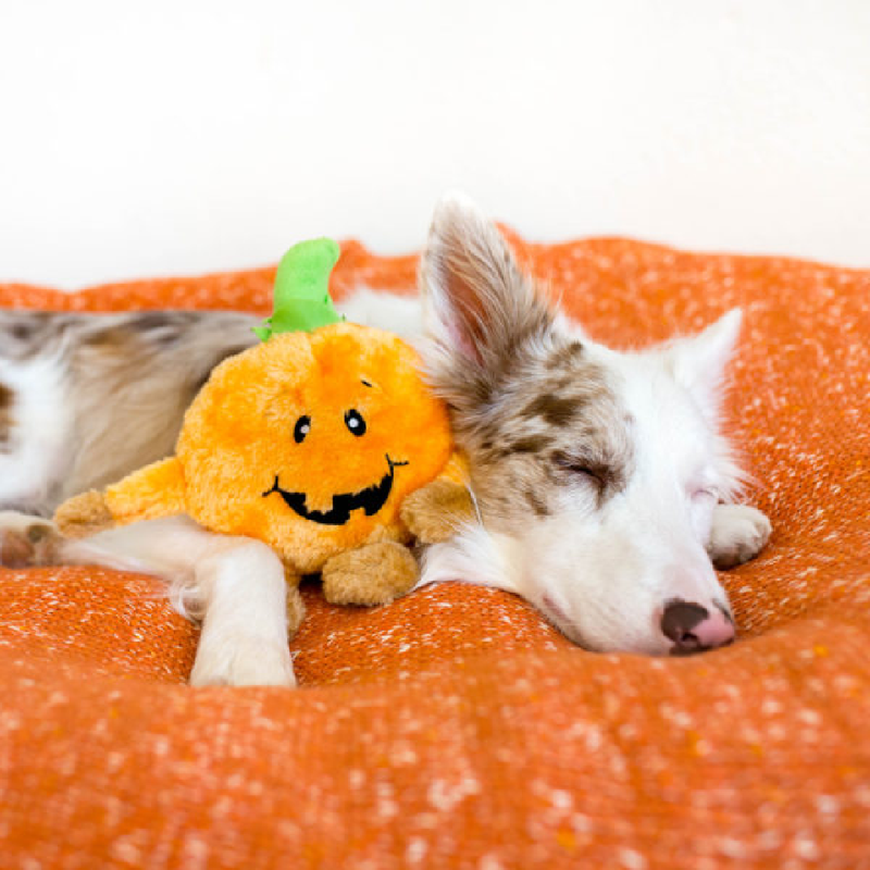 Halloween Brainey - Pumpkin Dog Toys