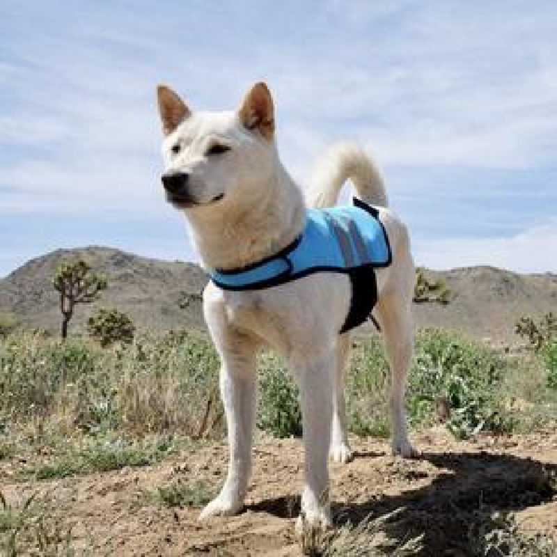 Cooling Vest - Blue For Dogs