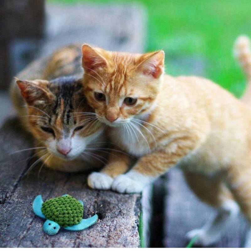 Refillables Catnip Turtle for Cats