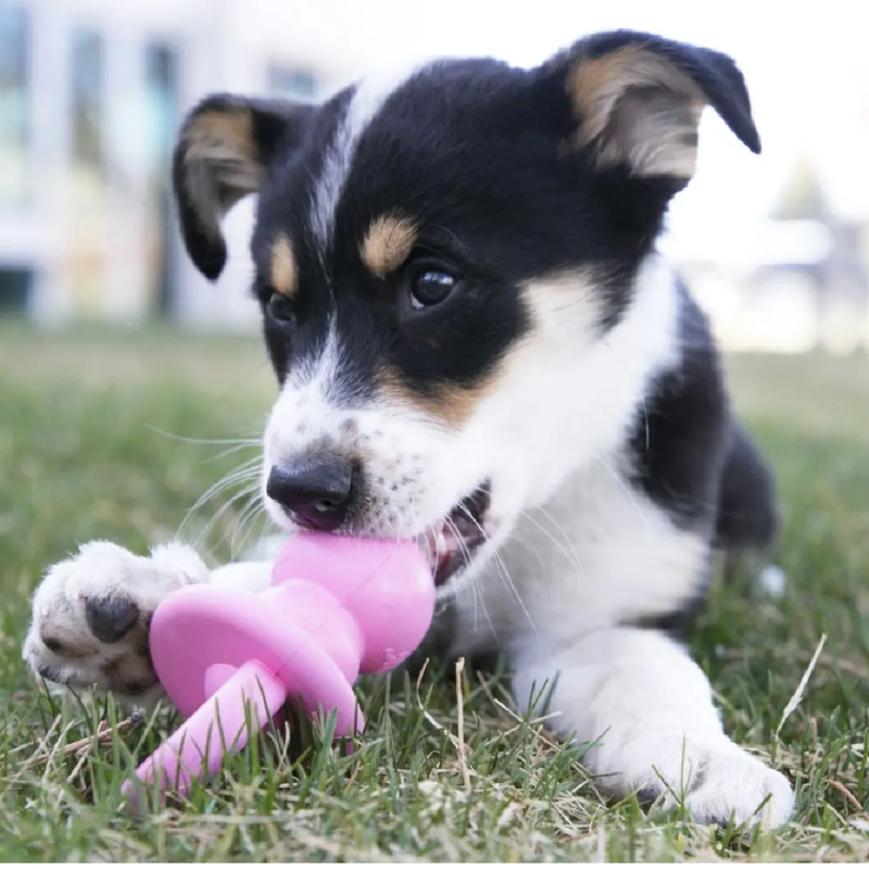 Puppy Binkie Dog Toy