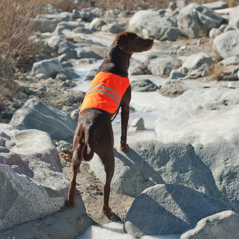 Cooling Vest - Orange For Dogs