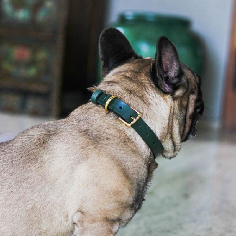 Dog Cat Leather Collar