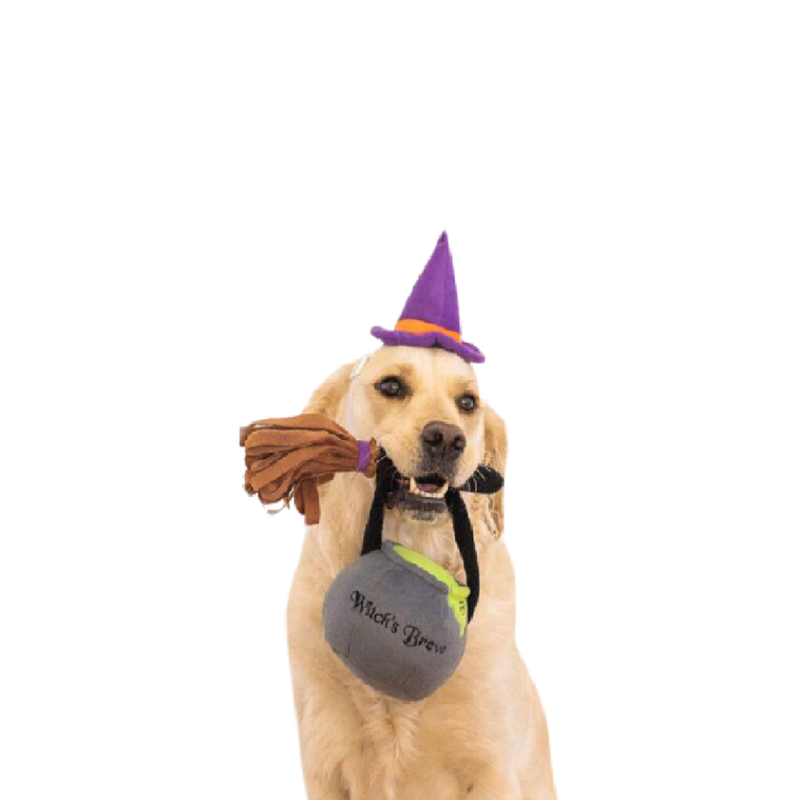 Halloween Costume Kit - Witch For Dogs