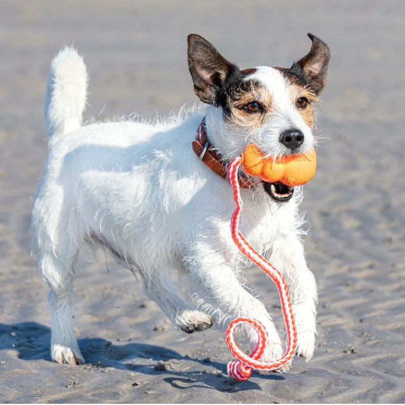 Aqua Dog Toy