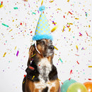 Party On! Hat Dog Toy