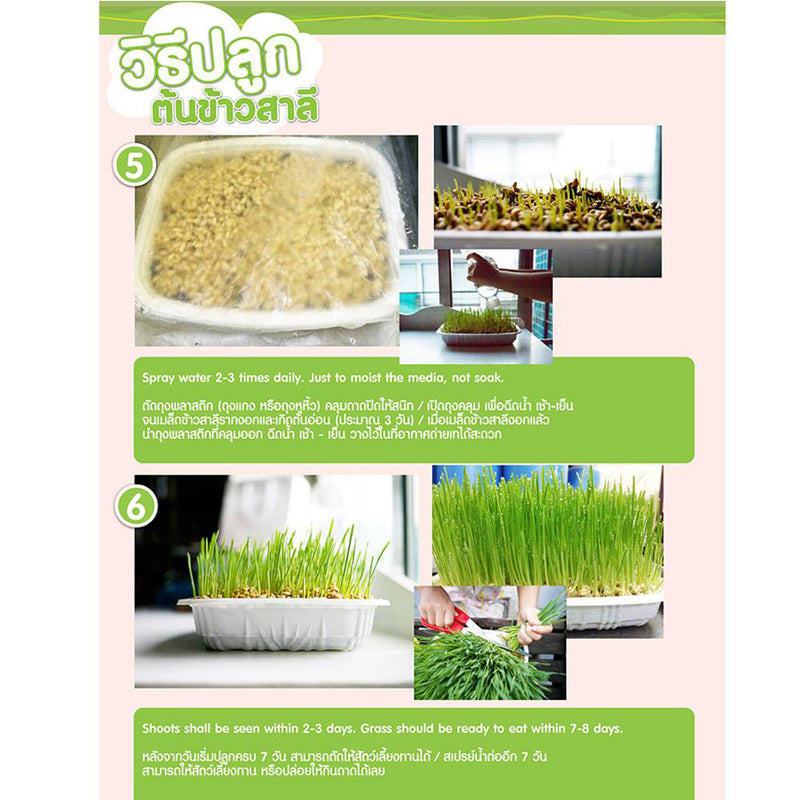 Pet Grass Organic Wheatgrass Growing Kit for Pets