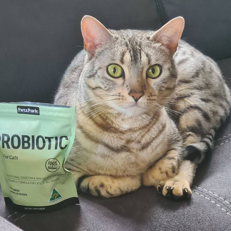 Probiotic Digestion and Immune System For Cats