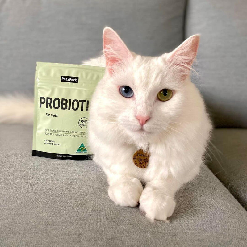 Probiotic Digestion and Immune System For Cats