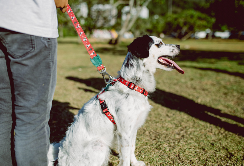 Rudolph Leash