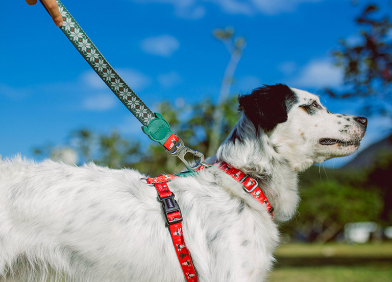 Rudolph Leash