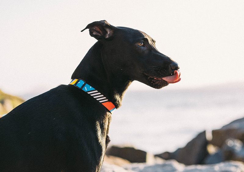 Brooklyn Collar
