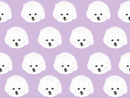 Bichon Pet Blanket