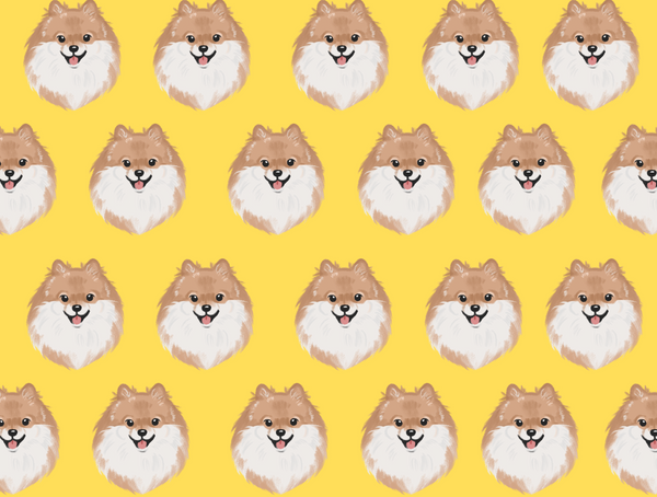 Choco Pomeranian Pet Blanket