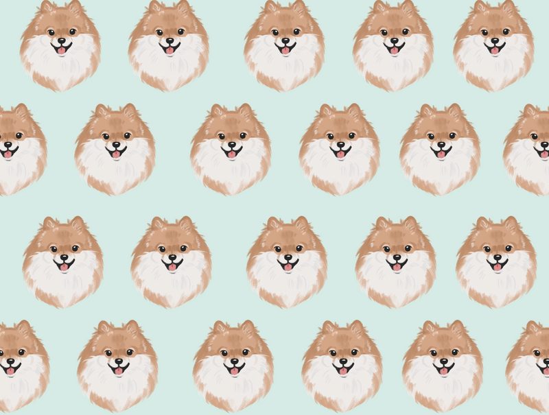 Choco Pomeranian Pet Blanket