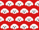 Maltese Pet Blanket - Medium