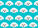 Maltese Pet Blanket - Medium