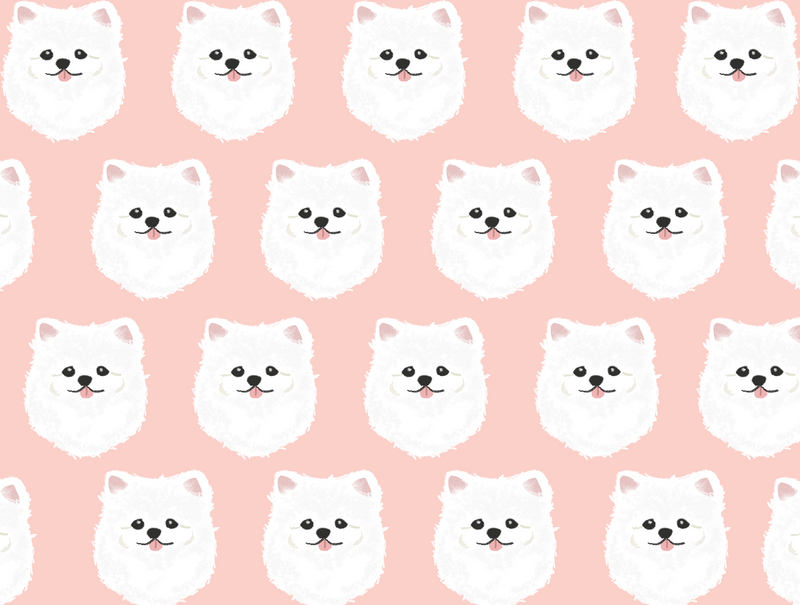 White Pomeranian Pet Blanket