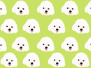 White Poodle Pet Blanket
