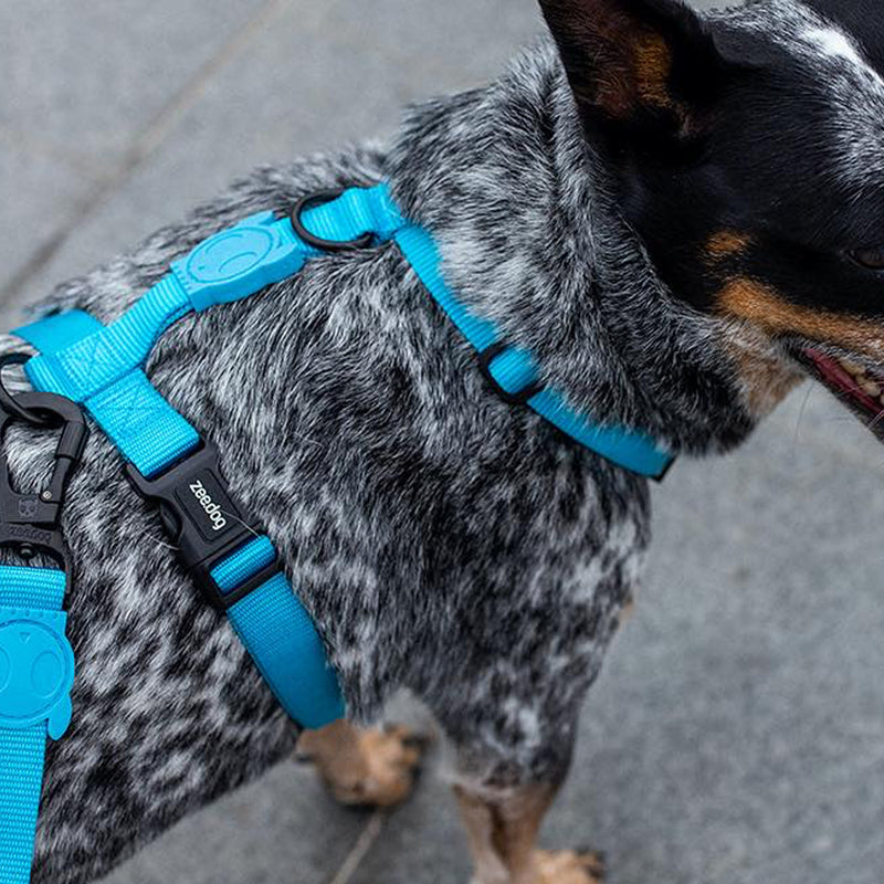 Ultimate Blue H-Harness