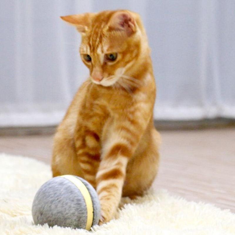Wicked Ball Cat Toy