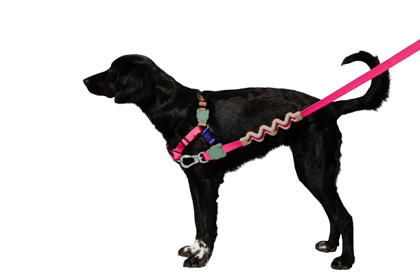 Yucca Soft-Walk Harness