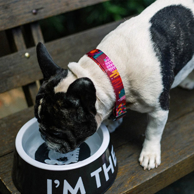 Im The Boss Black Bowl Cat And Dog