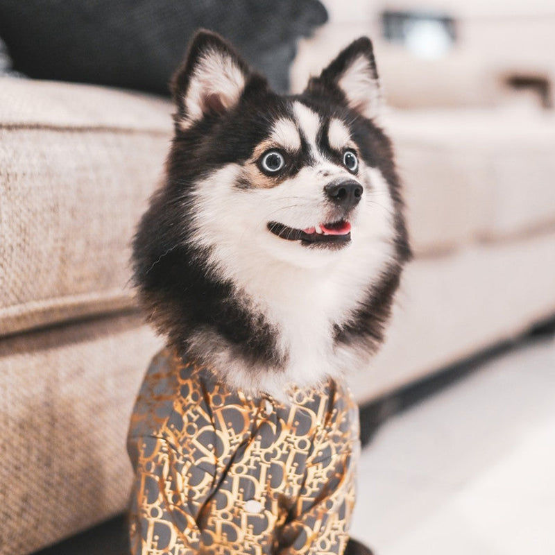 Chasetian Dogior Reflective Dog Hoodie Jacket - Gold