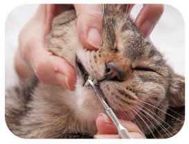 Care Pro Tooth Scaler Alpha for Cats