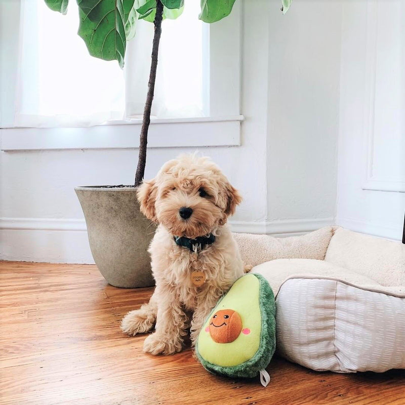 NomNomz - Avocado Dog Toy