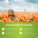 Stix Dental Dog Chew Treats