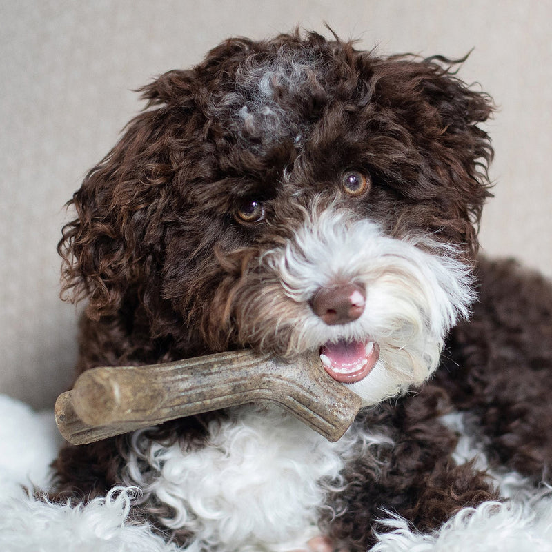 Puppy MapleStick Dog Chew - Maple Wood