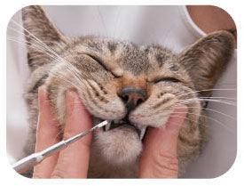 Care Pro Tooth Scaler Beta for Cats