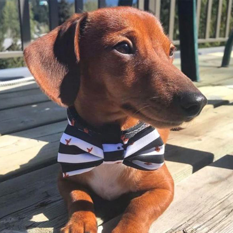 Bow Tie Collar - Peek A Moo Dog Collar