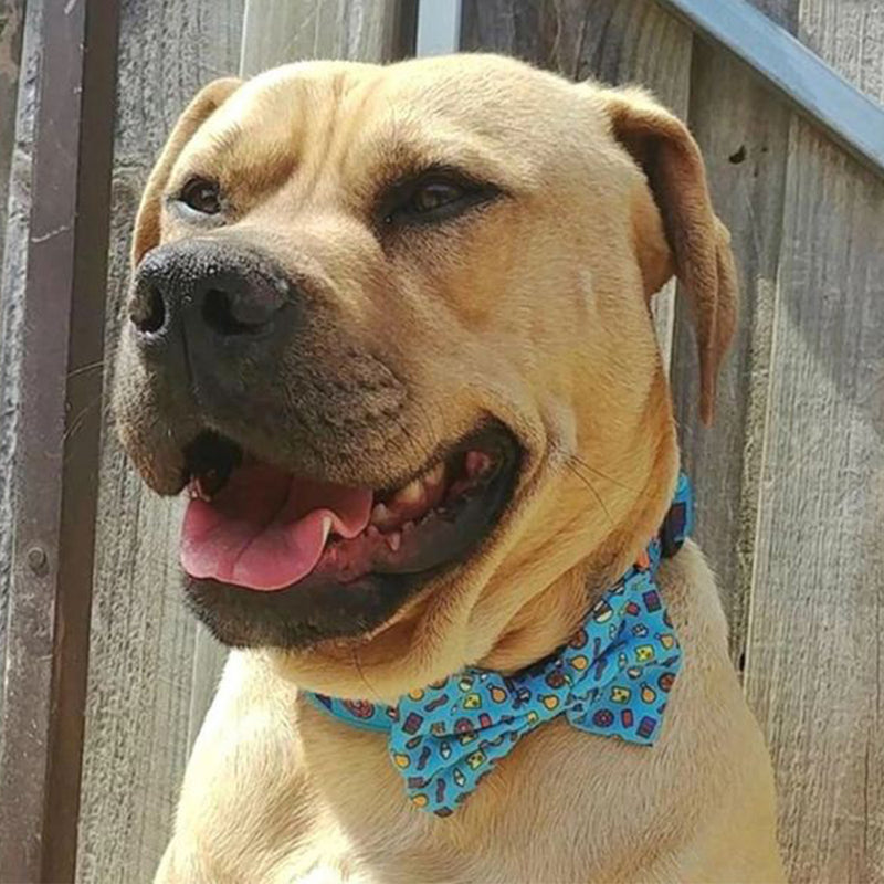 Bow Tie Collar - Snack Attack Dog Collar