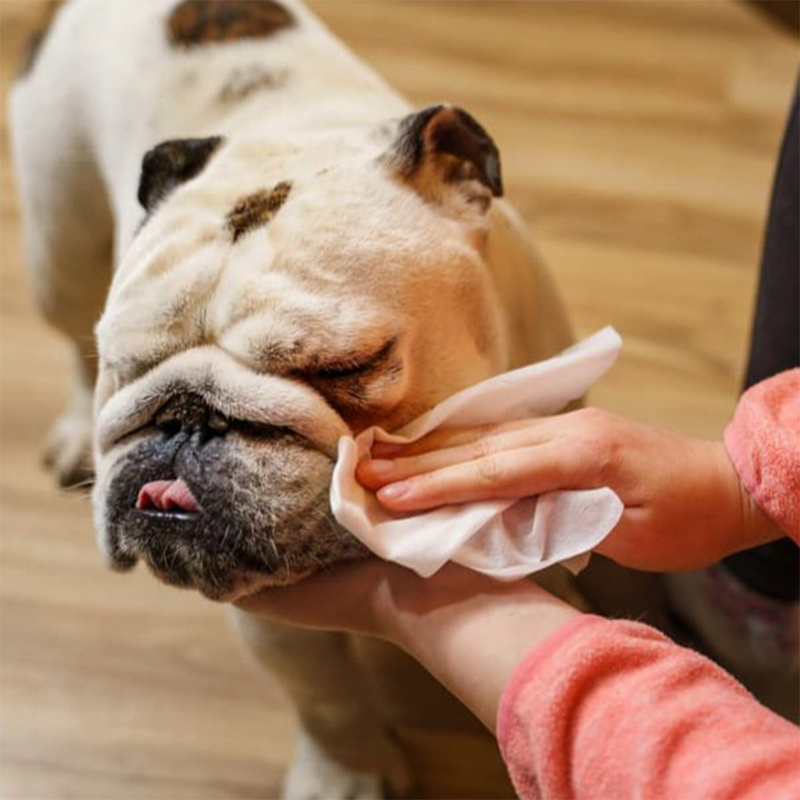 Antibacterial pet wipes Clearance
