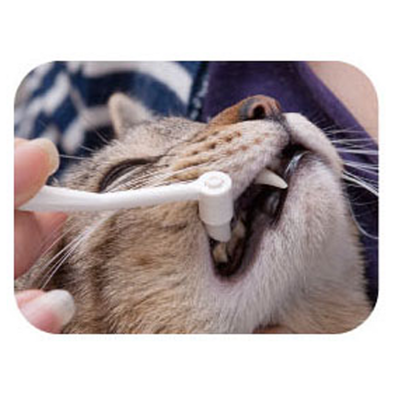 Care Tooth Cleaner for Cats