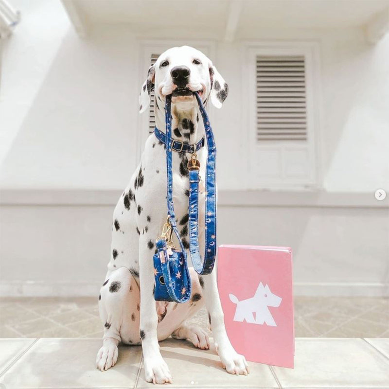 Starry Night  Dog And Cat Leash