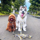 Tera Blue Coupler Double Leash For Dogs