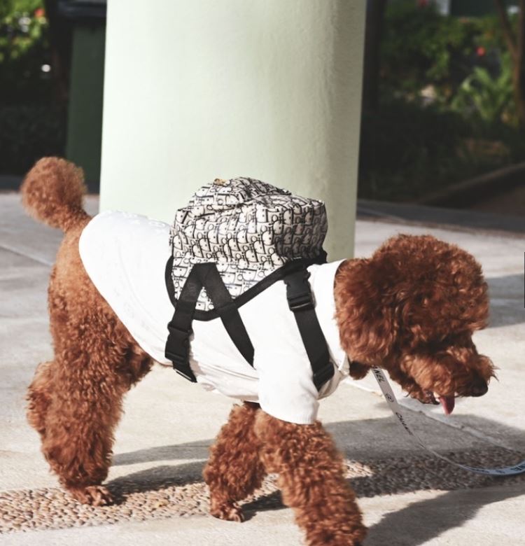 Dog Cat Backpack Harness