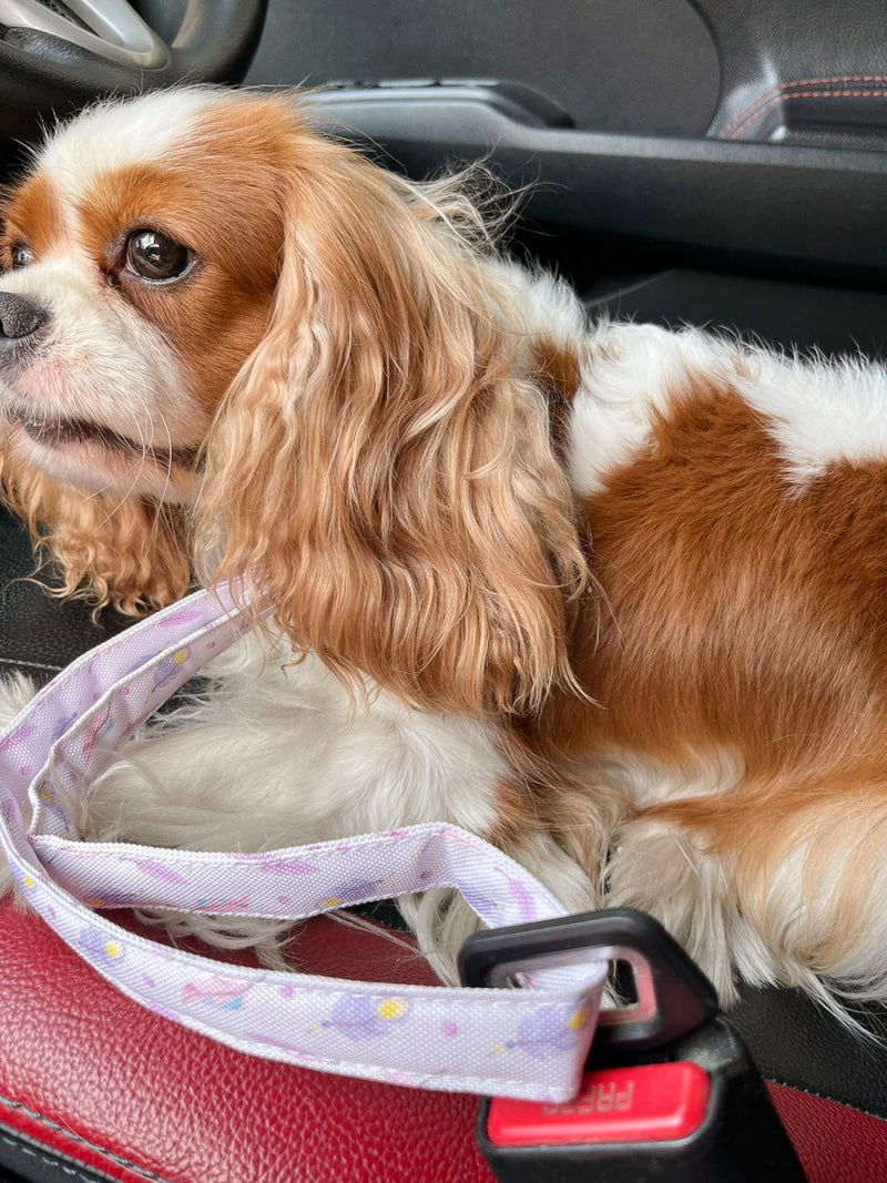 Seatbelt Dog Leash