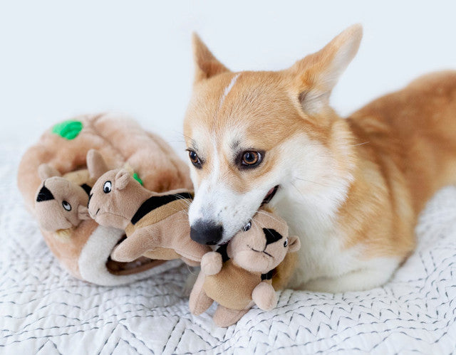 Hide-A-Squirrel Plush Dog Toy