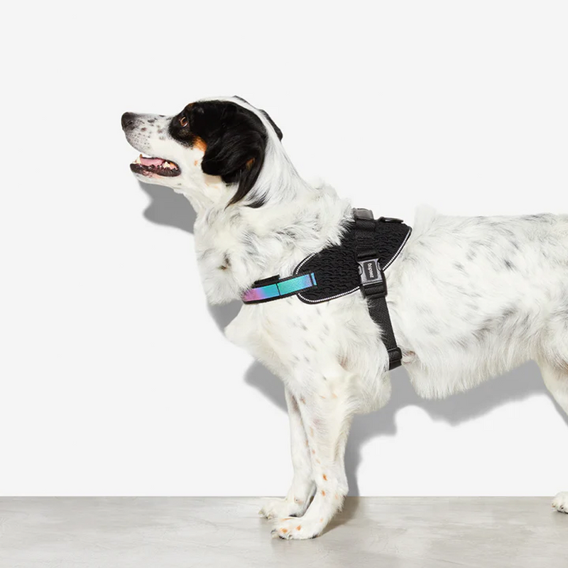 Gotham Fly Harness